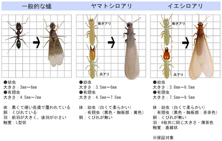 シロアリとは